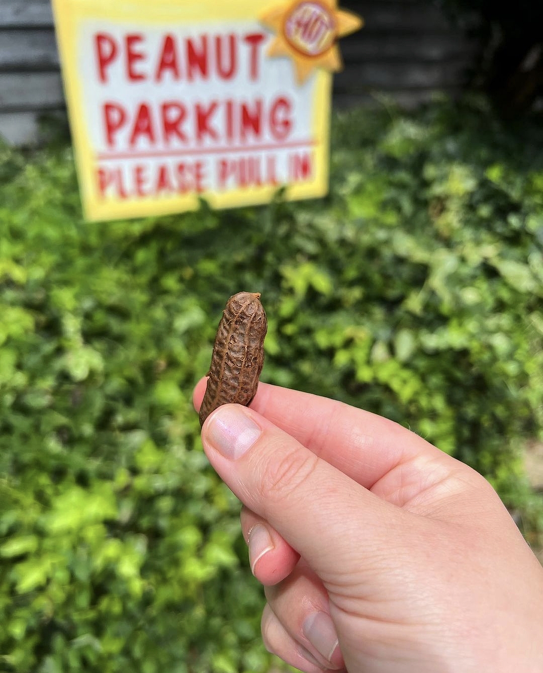 A boiled peanut held up in front of the Peanut Parking sign at Fred's Famous Peanuts